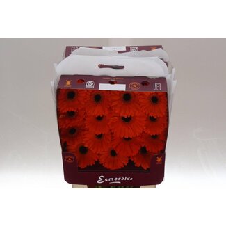 Freshy Gerbera Candela Gr Aqua | Kleur: Oranje | Lengte ± 45 centimeter | Per 15 verse bloemen