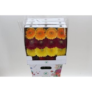 Freshy Gerbera Pomponi Mix Gr Aqua | Kleur: Gemengde Kleuren | Lengte ± 50 centimeter | Per 15 verse bloemen