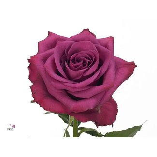 Freshy Grootbloemige Roos “Blue Berry” | Kleur: Paars | Lengte ± 50 centimeter | Per 25 verse bloemen