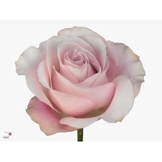 Freshy Grootbloemige Roos “Secret Garden” | Kleur: Roze | Herkomst Ecuador | Lengte ± 60 centimeter | Per 25 verse bloemen