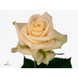 Freshy Grootbloemige Roos “Novia” | Kleur: Wit | Lengte ± 40 centimeter | Per 25 verse bloemen