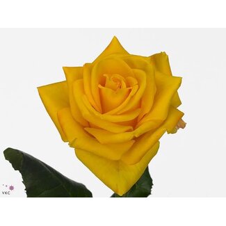 Freshy Grootbloemige Roos “Intense” | Kleur: Geel | Lengte ± 60 centimeter | Per 25 verse bloemen