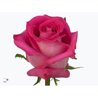 Freshy Grootbloemige Roos “Topaz” | Kleur: Roze | Herkomst Ecuador | Lengte ± 60 centimeter | Per 25 verse bloemen