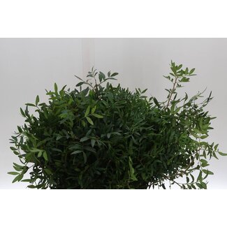 Freshy Pistacia takken Biedermeier | Kleur: Groen | Lengte ± 40 centimeter | Per 5 bossen