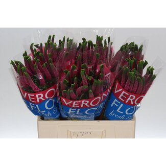 Freshy Veronica “Smart Iselle” | Kleur: Roze | Lengte ± 60 centimeter | Per 25 stelen verse bloemen