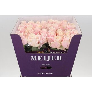 Freshy Grootbloemige Roos “Sweet Avalanche” | Kleur: Roze | Lengte ± 70 centimeter | Per 20 verse bloemen