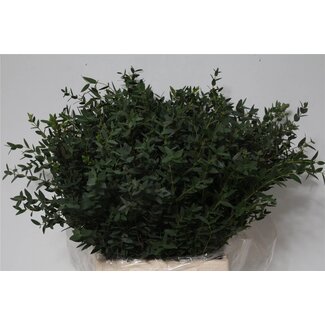 Freshy Eucalyptus Parvifolia Short stems | Colour: Green | Length ± 55 centimeter | Per 5 bunches