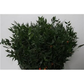 Freshy Ruscus 200gr (p. bos)