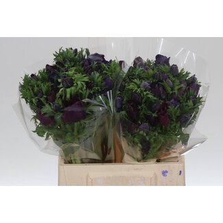 Freshy Anemone Mistral M X50 Black