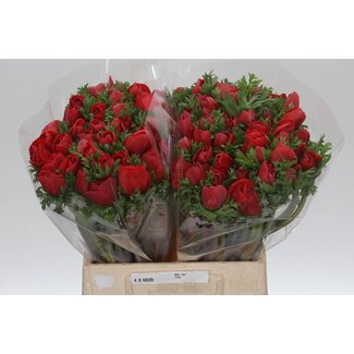 Freshy Anemone Mistral M “Red” | Kleur: Rood | Lengte ± 45 centimeter | Per 50 verse bloemen