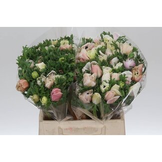 Freshy Anemone Mistral M X50 White