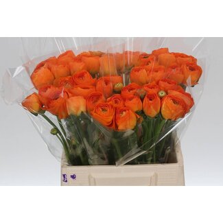 Freshy Ranunculus Ranonkel Cloony L “Lambada” | Kleur: Gemengde Kleuren | Lengte ± 45 centimeter | Per 10 stelen verse bloemen