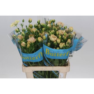 Freshy Ranunculus B Magical Salmousse