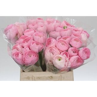 Freshy Ranunculus Ranonkel Cloony L “Charleston” | Kleur: Gemengde Kleuren | Lengte ± 45 centimeter | Per 10 stelen verse bloemen