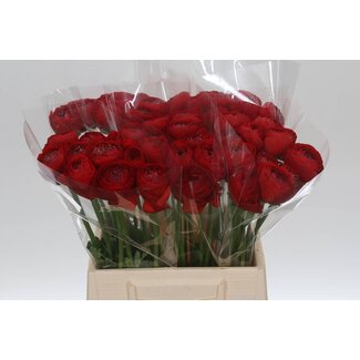 Freshy Ranunculus Ranonkel Cloony L “Valentino” | Kleur: Gemengde Kleuren | Lengte ± 45 centimeter | Per 10 stelen verse bloemen