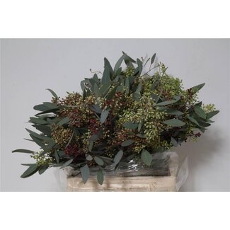 Freshy Eucalyptus Populus Bes 150gr Short (p. bos)