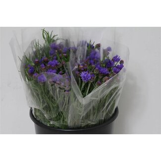 Freshy Centaurea Korenbloem “Blue” | Kleur: Blauw | Lengte ± 45 centimeter | Per 50 stelen verse bloemen