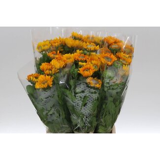 Freshy Calendula L Geel