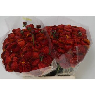 Freshy Ranunculus Cloony S X50 Chocolate