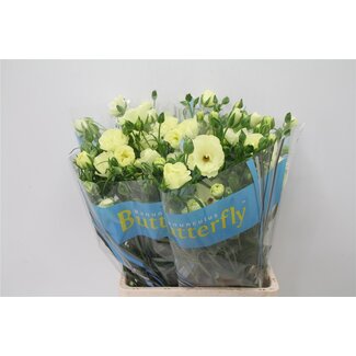 Freshy Ranunculus Ranonkel Butterfly “Litai” | Kleur: Wit | Lengte ± 70 centimeter | Per 10 stelen verse bloemen