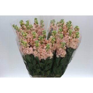 Freshy Matthiola Incana Violier “Apricot” | Kleur: Abrikoos | Lengte ± 65 centimeter | Per 10 stelen verse bloemen
