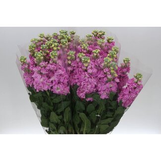 Freshy Matthiola Incana Violier “Cherry Blossom” | Kleur: Gemengde Kleuren | Lengte ± 65 centimeter | Per 10 stelen verse bloemen