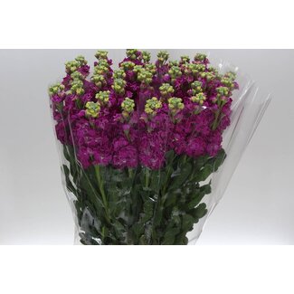 Freshy Matthiola Incana Violier “Hot Pink” | Kleur: Gemengde Kleuren | Lengte ± 65 centimeter | Per 10 stelen verse bloemen