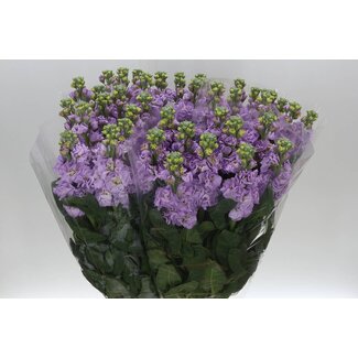 Freshy Matth. x40 Lavender