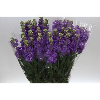 Freshy Matthiola Incana Violier “Deep Blue” | Kleur: Donkerblauw | Lengte ± 65 centimeter | Per 10 stelen verse bloemen