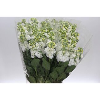 Freshy Matthiola Incana Violier “White” | Kleur: Gemengde Kleuren | Lengte ± 65 centimeter | Per 10 stelen verse bloemen