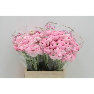 Freshy Ranunculus Cloony S X50 Lady