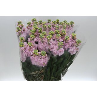 Freshy Matthiola Incana Violier “Cherry Blossom” | Kleur: Gemengde Kleuren | Lengte ± 65 centimeter | Per 10 stelen verse bloemen