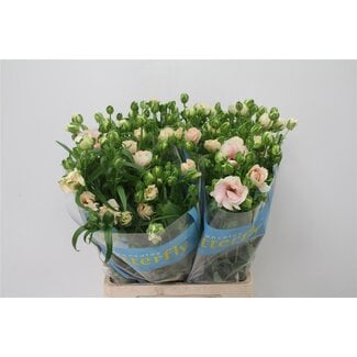 Freshy Ranunculus Ranonkel Butterfly “Ariadne” | Kleur: Wit | Lengte ± 70 centimeter | Per 10 stelen verse bloemen