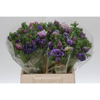 Freshy Anemone Mistral M “Cenere” | Kleur: Gemengde Kleuren | Lengte ± 45 centimeter | Per 50 verse bloemen