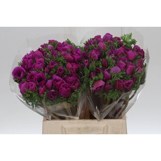 Freshy Anemone Mistral M X50 Cerise