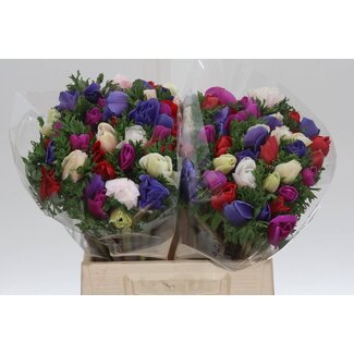 Freshy Anemone Mistral M Mix | Kleur: Gemengde Kleuren | Lengte ± 35 centimeter | Per 50 verse bloemen