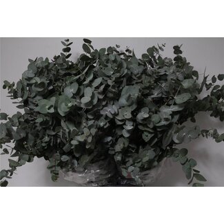 Freshy Eucalyptus Cinerea 200gr (p. bos)