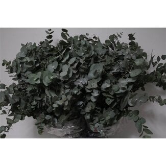 Freshy Eucalyptus Cinerea | Kleur: Groen | Lengte ± 70 centimeter | Per 5 bossen