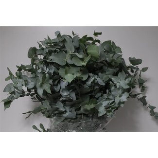 Freshy Eucalyptus Cinerea 350gr (p. bos)