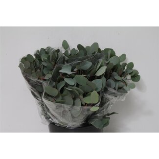 Freshy Eucalyptus Populus Blad Korte takken | Kleur: Groen | Lengte ± 50 centimeter | Per 5 bossen