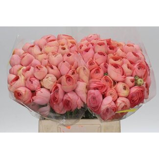 Freshy Ranunculus Ranonkel Cloony “Grandpastel” | Kleur: Gemengde Kleuren | Lengte ± 45 centimeter | Per 50 stelen verse bloemen