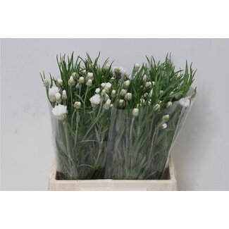 Freshy Centaurea Korenbloem “White” | Kleur: Gemengde Kleuren | Lengte ± 45 centimeter | Per 50 stelen verse bloemen