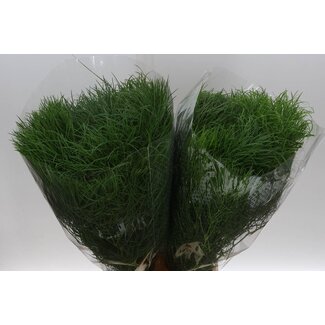 Freshy Asparagus Corallo 200gr (p. bos)