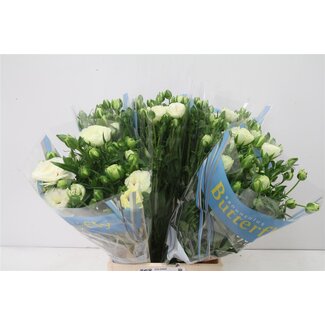 Freshy Ranunculus Butterfly Ninos
