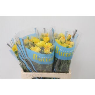 Freshy Ranunculus Butterfly Dione