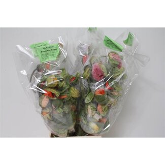 Freshy Papaver Xxl Mix x25