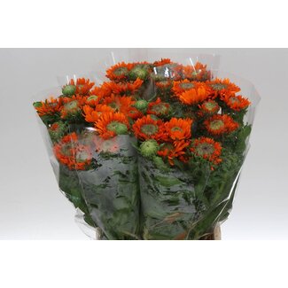 Freshy Calendula Goudsbloem | Kleur: Oranje | Lengte ± 45 centimeter | Per 10 verse bloemen