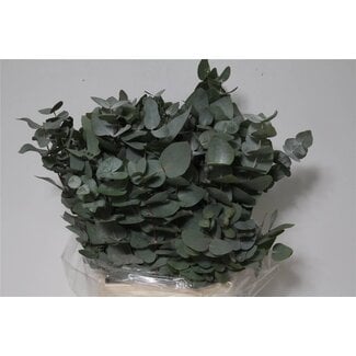 Freshy Eucalyptus Cinerea 150gr Short (p. bos)
