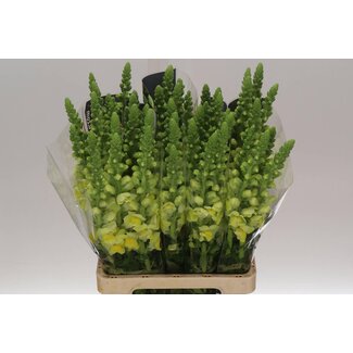 Freshy Antirrhinum Poto. Geel 70cm