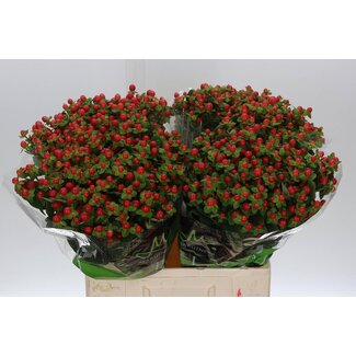 Freshy Hypericum “Tomato Flair” | Kleur: Rood | Lengte ± 60 centimeter | Per 20 stelen verse bloemen